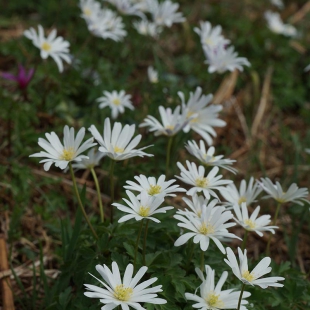 Anemone apennina